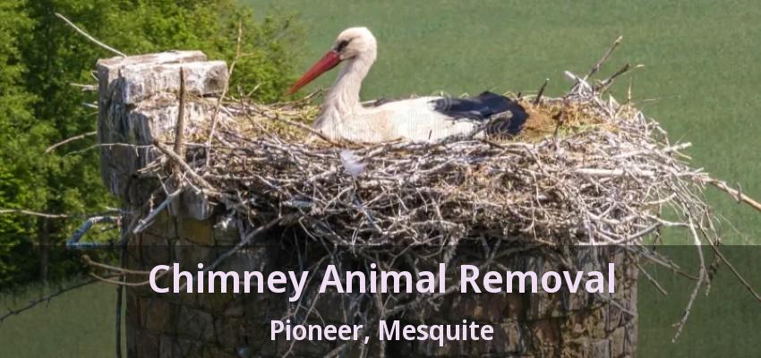 Chimney Animal Removal Pioneer, Mesquite - TX
