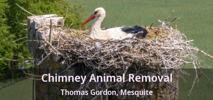 Chimney Animal Removal Thomas Gordon, Mesquite - TX