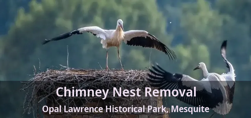 Chimney Nest Removal Opal Lawrence Historical Park, Mesquite - TX
