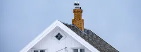 Chimney Nest Removal Pioneer, Mesquite